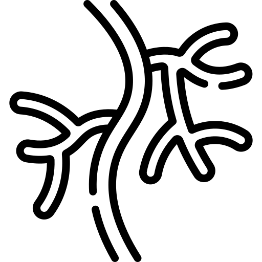 angiologia